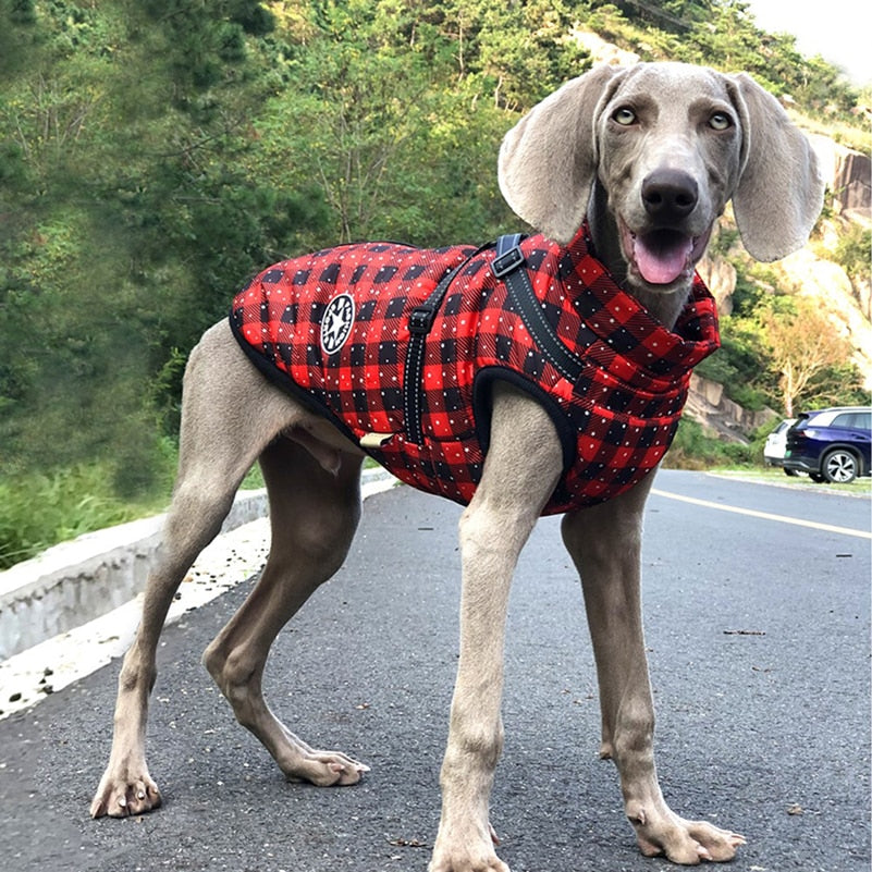 Impermeable de invierno para perros, chaqueta para lluvia. Todos los tamaños.