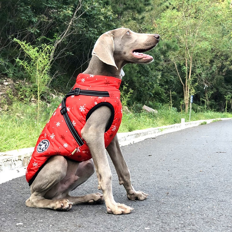 Impermeable de invierno para perros, chaqueta para lluvia. Todos los tamaños.
